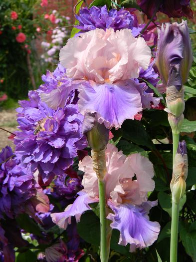 Florentine silk - Irisi 2015