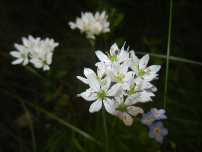Triteleia hyacinthina (2015, May 12) Triteleia hyacinthina (2015, May 12)