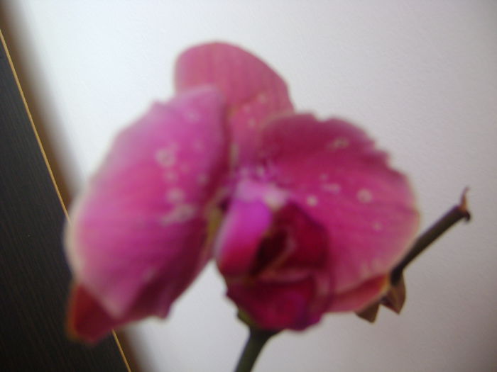 DSC07686