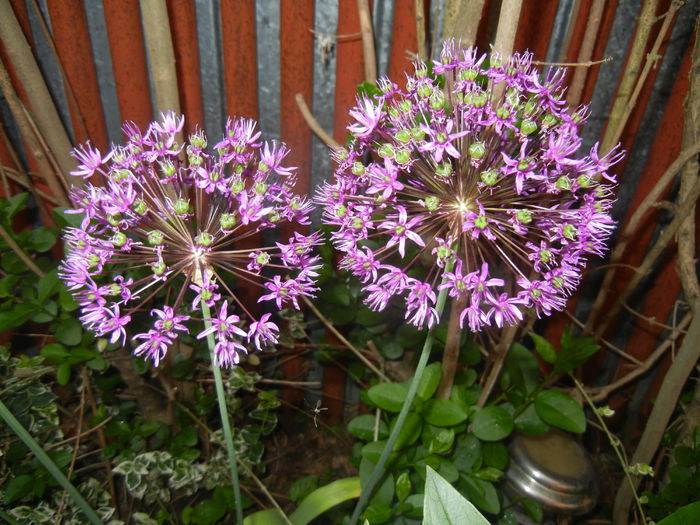 Allium Purple Sensation (2015, May 12) - Allium aflatunense Purple