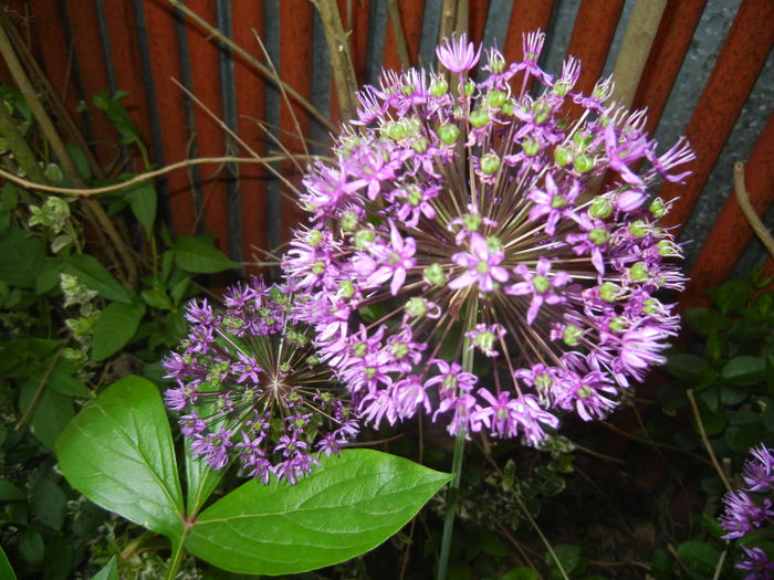Allium Purple Sensation (2015, May 12) - Allium aflatunense Purple