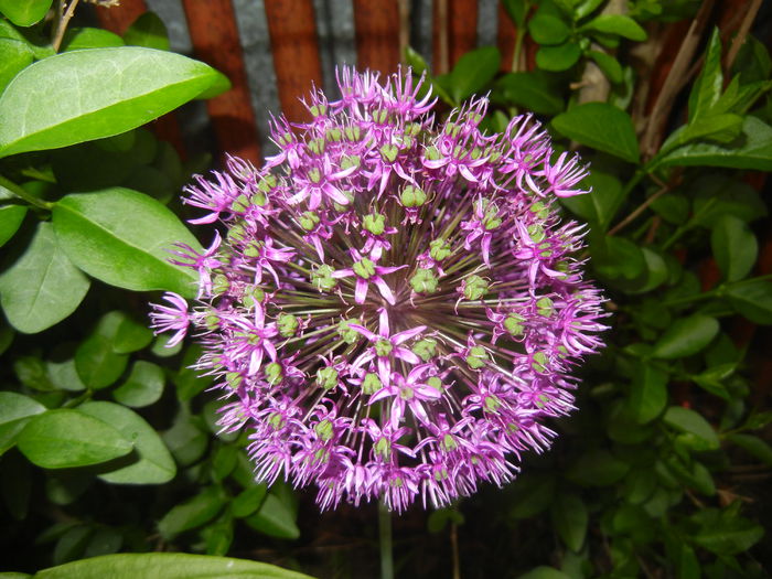 Allium Purple Sensation (2015, May 12) - Allium aflatunense Purple