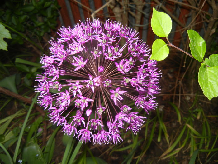 Allium Purple Sensation (2015, May 12) - Allium aflatunense Purple