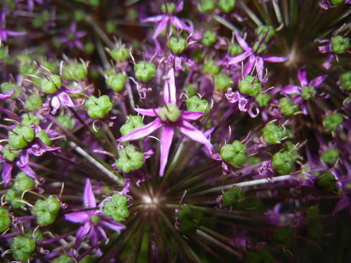 Allium Purple Sensation (2015, May 12) - Allium aflatunense Purple