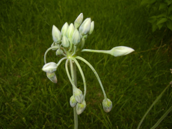 Allium siculum (2015, May 12)