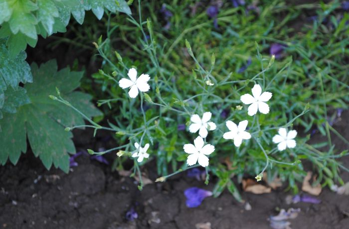 dianthus deltoides Alba - 2015 plantele mele