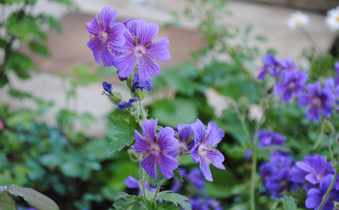 geranium magnificum - 2015 plantele mele