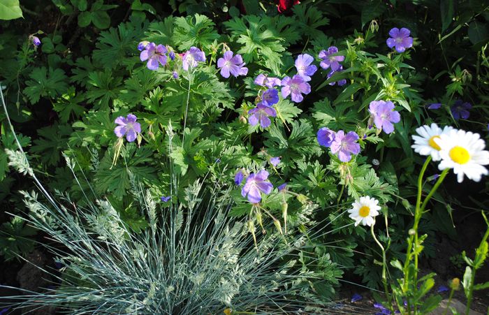 geranium him baby blue,festuca Elijah Blue - 2015 plantele mele