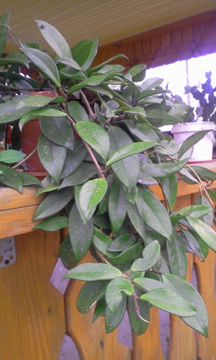 Fotografie9110 - Euphorbia si Hoya