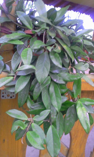 Fotografie9112 - Euphorbia si Hoya