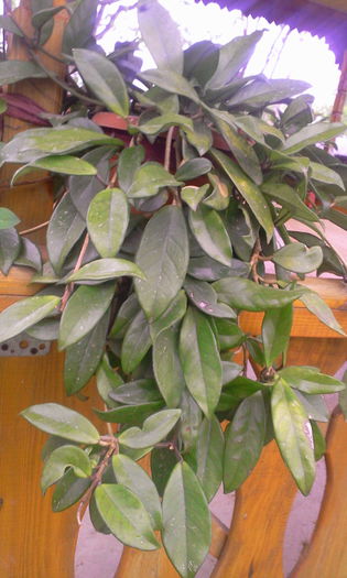 Fotografie9113 - Euphorbia si Hoya