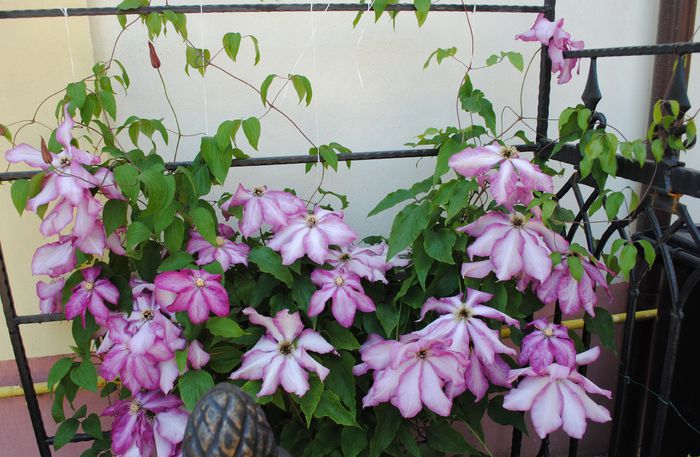 clematis Betty Risdon - 2015 clematite