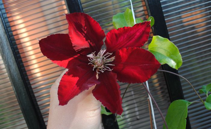 clematis Rebecca - 2015 clematite