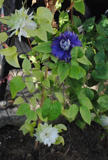 clematis Yuki Okoshi si Kiri Te Kanawa