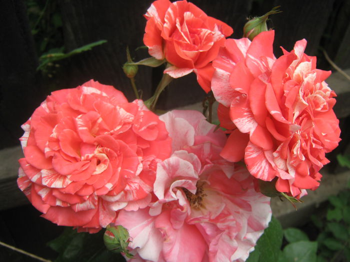 Picture My plants 3355