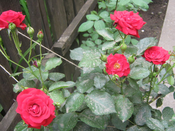 Picture My plants 3358