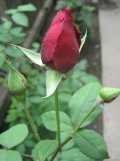 Picture My plants 3359