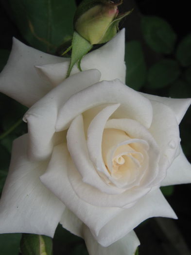 Picture My plants 3360