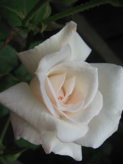 Picture My plants 3361 - Trandafiri 2015
