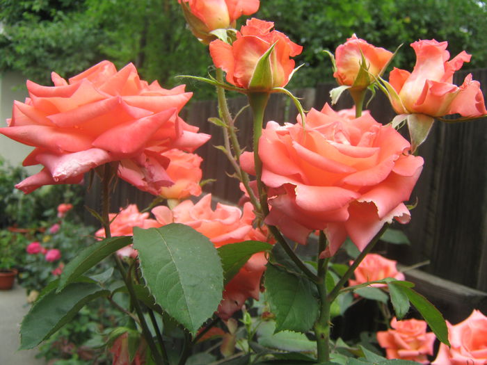 Picture My plants 3362