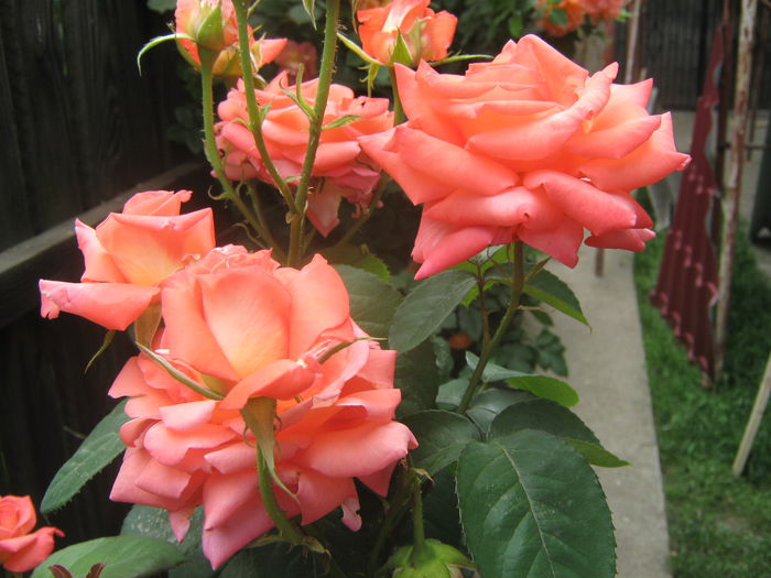 Picture My plants 3363