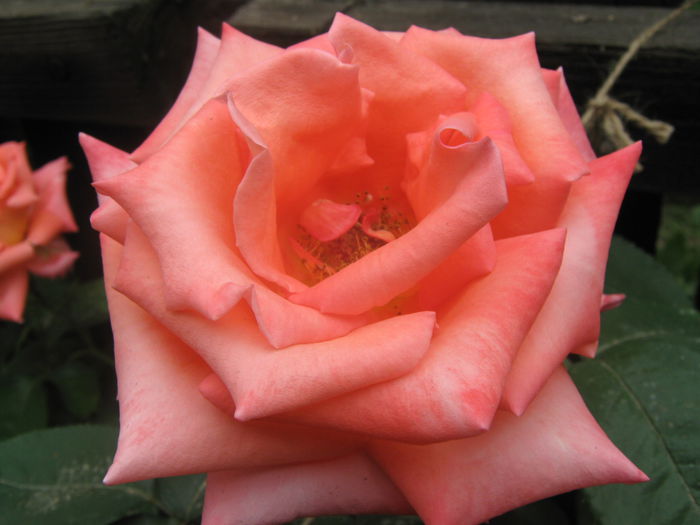 Picture My plants 3364 - Trandafiri 2015