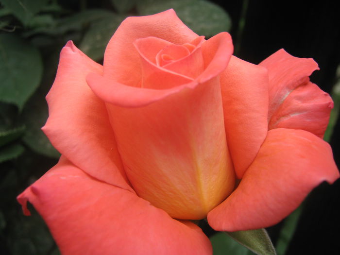 Picture My plants 3365