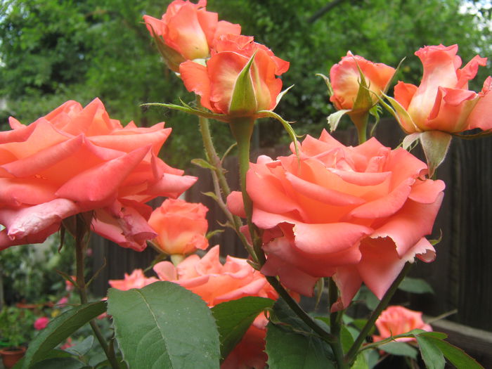 Picture My plants 3366