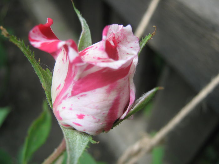 Picture My plants 3367