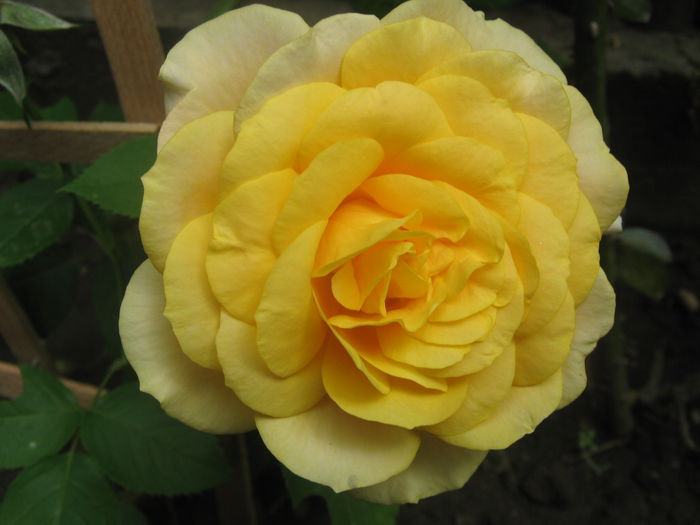 Picture My plants 3353