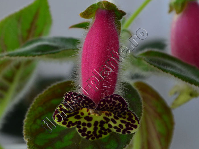 NEW  2015 - Kohleria Anton - KOHLERIA II 3