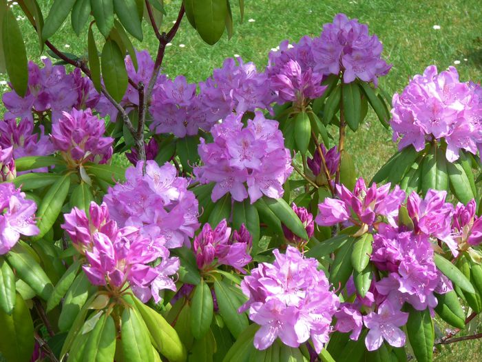 P1600470 - Azalee si Rhododendroni