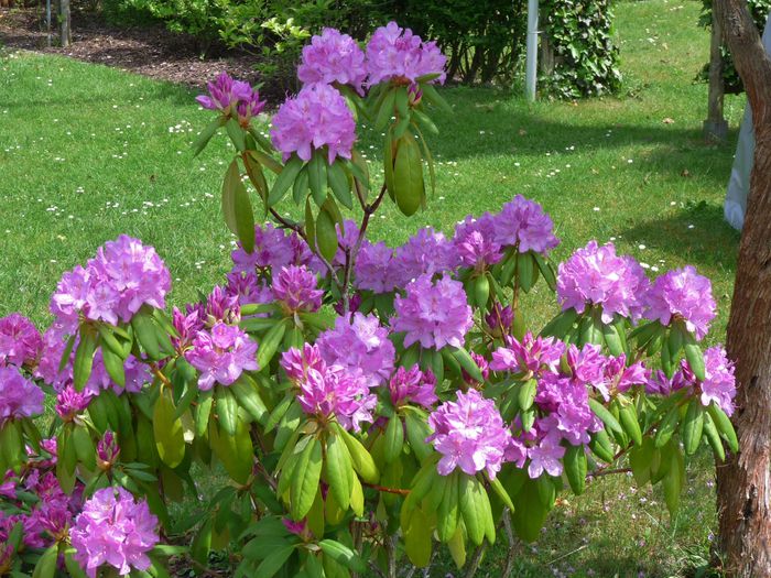 P1600471 - Azalee si Rhododendroni
