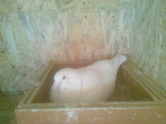 M - perechea 7 - 0 DE PRIN_VOLIERA