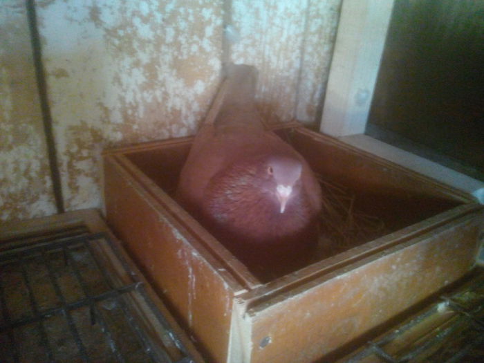 F - perechea 1 - 0 DE PRIN_VOLIERA