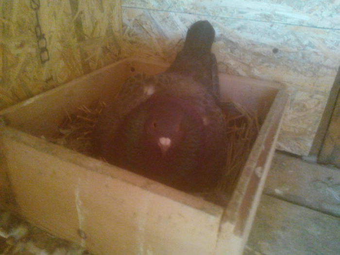 F - perechea 2 - 0 DE PRIN_VOLIERA