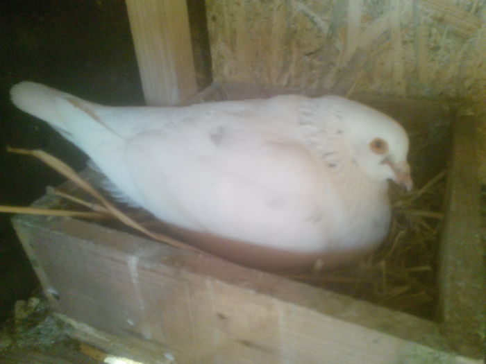 M - perechea 4 - 0 DE PRIN_VOLIERA