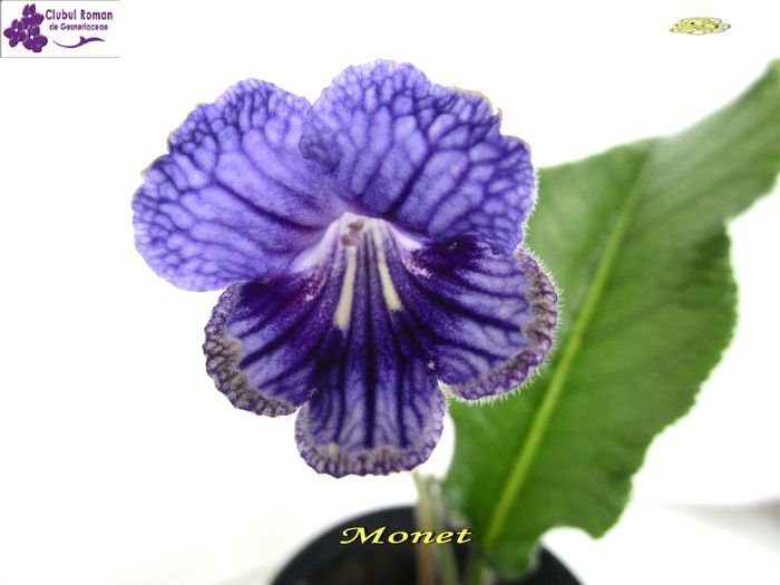 Monet(25-05-2015) - Streptocarpusi 2015