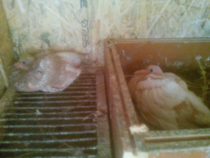 seria 2- perechea 3 - 0 DE PRIN_VOLIERA