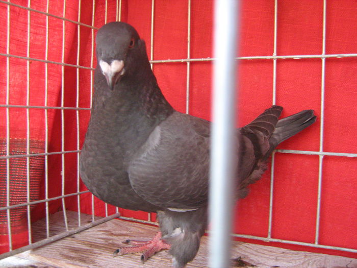Pui-2015