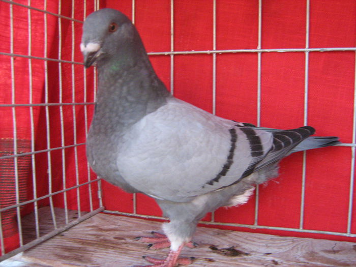 Pui-2015