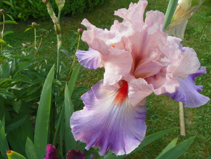 Heather Blush - Irisi 2015 - 1