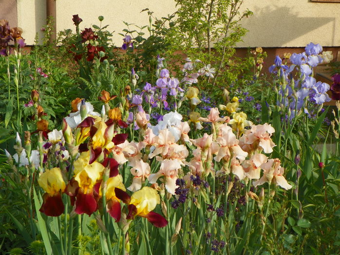 25 mai 009 - Irisi 2015 - 1