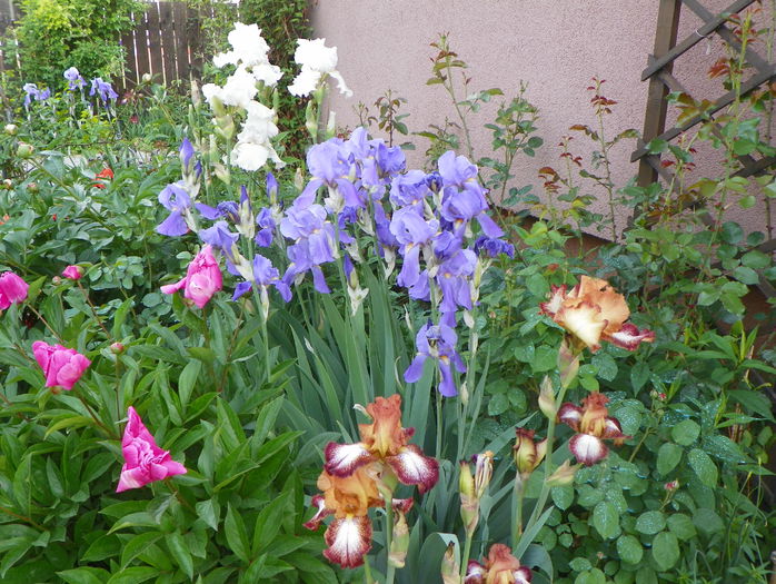 25 mai 024