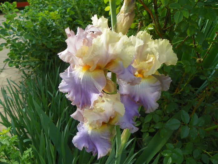 Lullaby of Spring