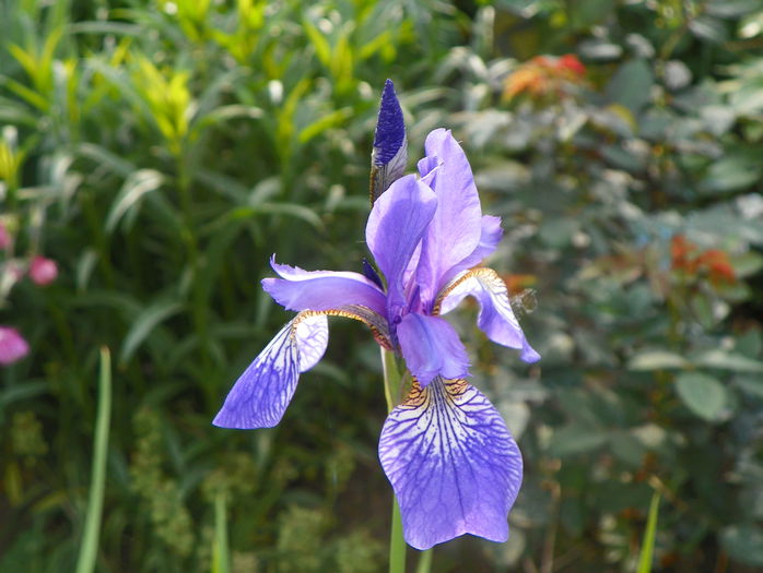 sibirica Blue King