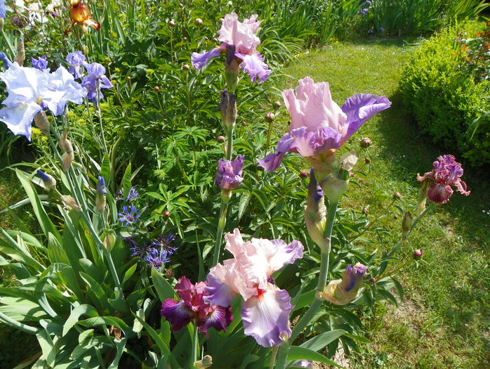 Heather Blush - Irisi 2015 - 1