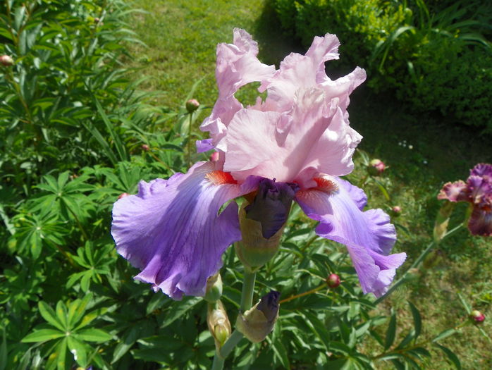 Heather Blush - Irisi 2015 - 1