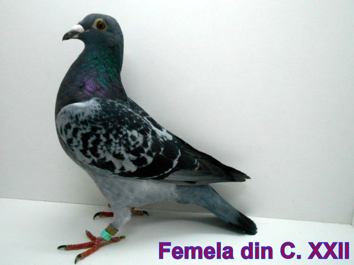 Femela C. XXII.