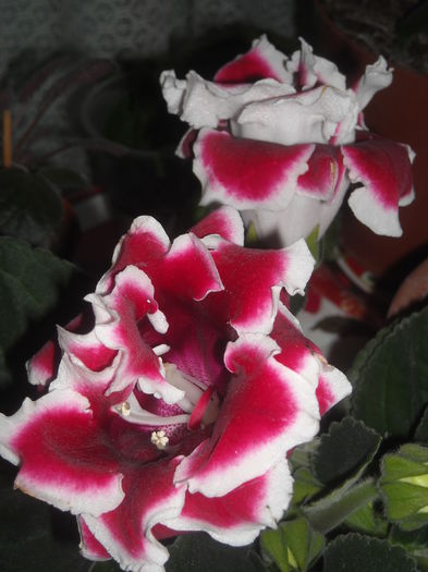  - 0 Zambetul florilor